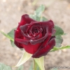 Black Baccara